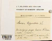 Meesia triquetra image