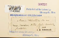 Meesia triquetra image