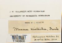 Meesia longiseta image