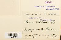 Meesia uliginosa image