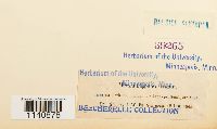 Thumbnail image of current specimen