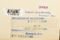 Meesia uliginosa image