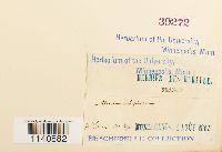 Meesia uliginosa image