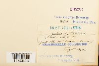 Meesia uliginosa image