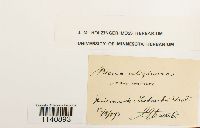Thumbnail image of current specimen