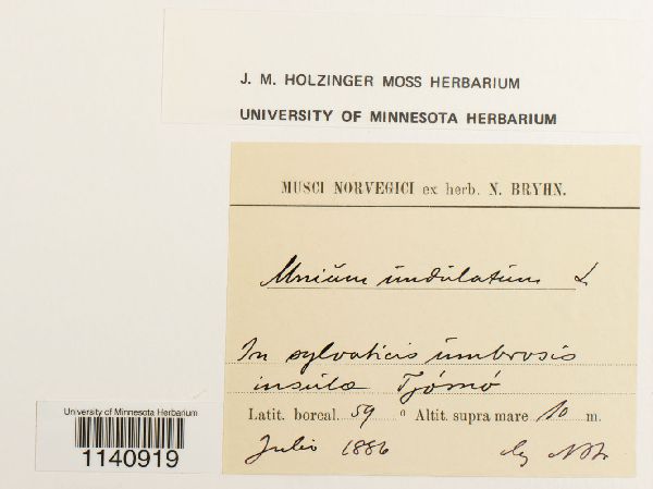 Mesochaete undulata image