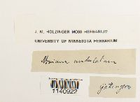 Mesochaete undulata image