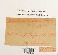 Mesochaete undulata image