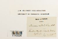 Mesochaete undulata image