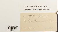 thumbnail image of current specimen