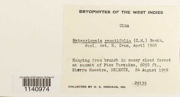 Meteoriopsis remotifolia image