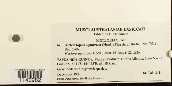 Meteoriopsis squarrosa image