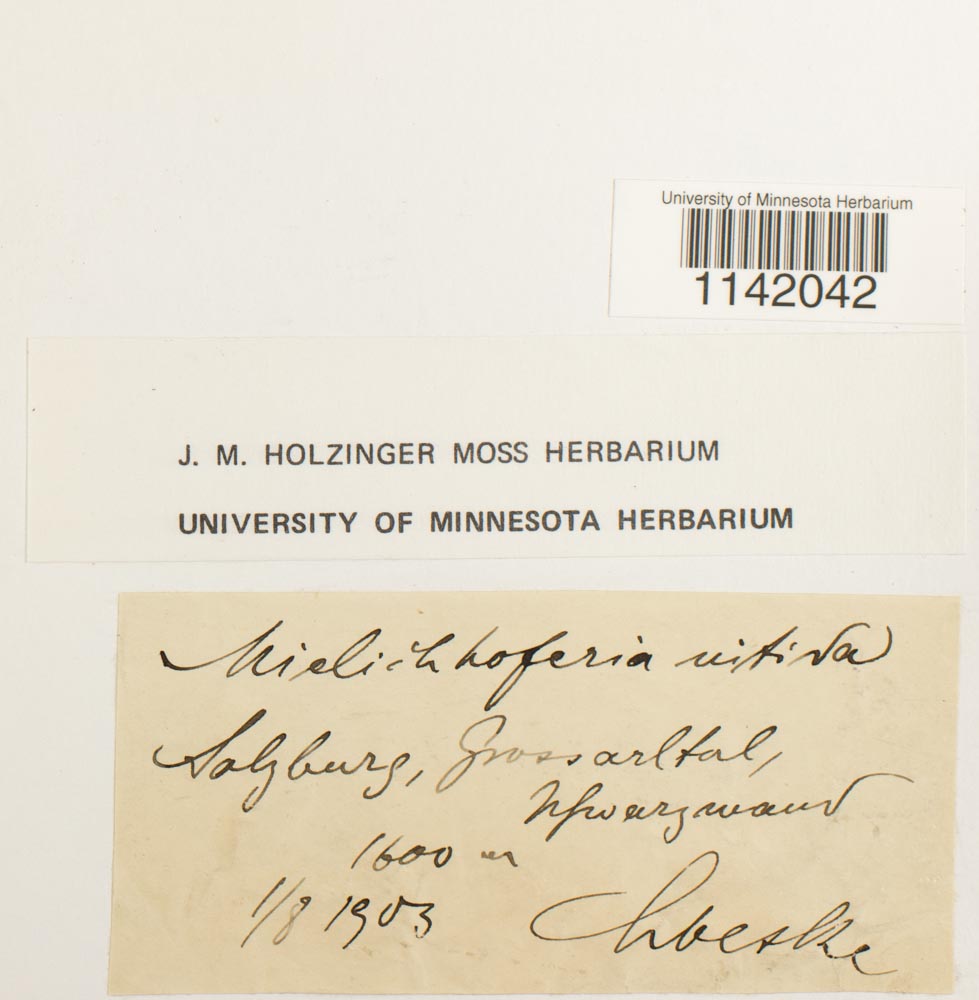 Mielichhoferia mielichhoferiana var. mielichhoferiana image