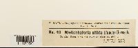 Mielichhoferia mielichhoferiana var. mielichhoferiana image