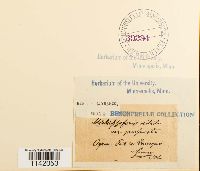 Mielichhoferia mielichhoferiana var. mielichhoferiana image