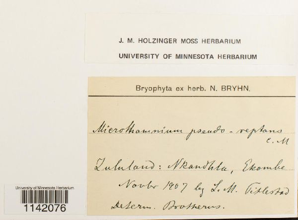 Mittenothamnium pseudoreptans image