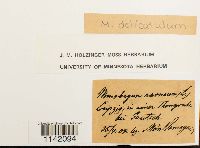 Mniobryum carneum image