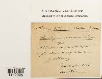 Mniobryum carneum image