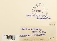 Mniobryum carneum image