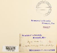 Mniobryum carneum image