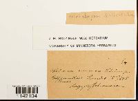 Mniobryum carneum image