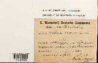 Mniobryum carneum image