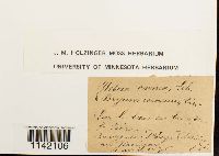 Mniobryum carneum image