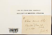 Mniobryum carneum image