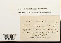 Mniobryum carneum image