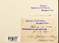 Mniobryum carneum image