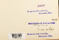 Mniobryum carneum image