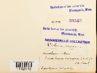 Mniobryum carneum image