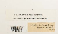 Pohlia ludwigii image