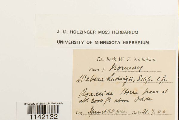 Pohlia ludwigii image