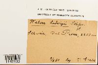 Pohlia ludwigii image