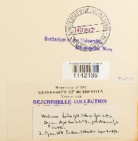 Pohlia ludwigii image