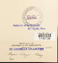 Pohlia ludwigii image