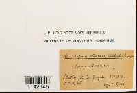 Pohlia wahlenbergii image