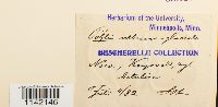 Pohlia wahlenbergii image