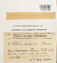 Pohlia wahlenbergii image