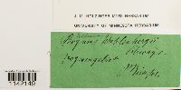 Pohlia wahlenbergii image
