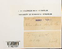 Pohlia wahlenbergii image
