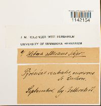Pohlia wahlenbergii image