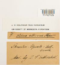 Pohlia wahlenbergii image