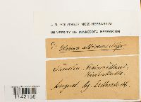 Pohlia wahlenbergii image
