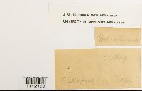 Pohlia wahlenbergii image