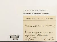 Pohlia wahlenbergii image