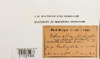 Pohlia wahlenbergii image