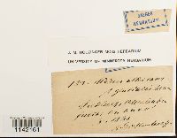 Pohlia wahlenbergii image