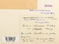 Pohlia wahlenbergii image